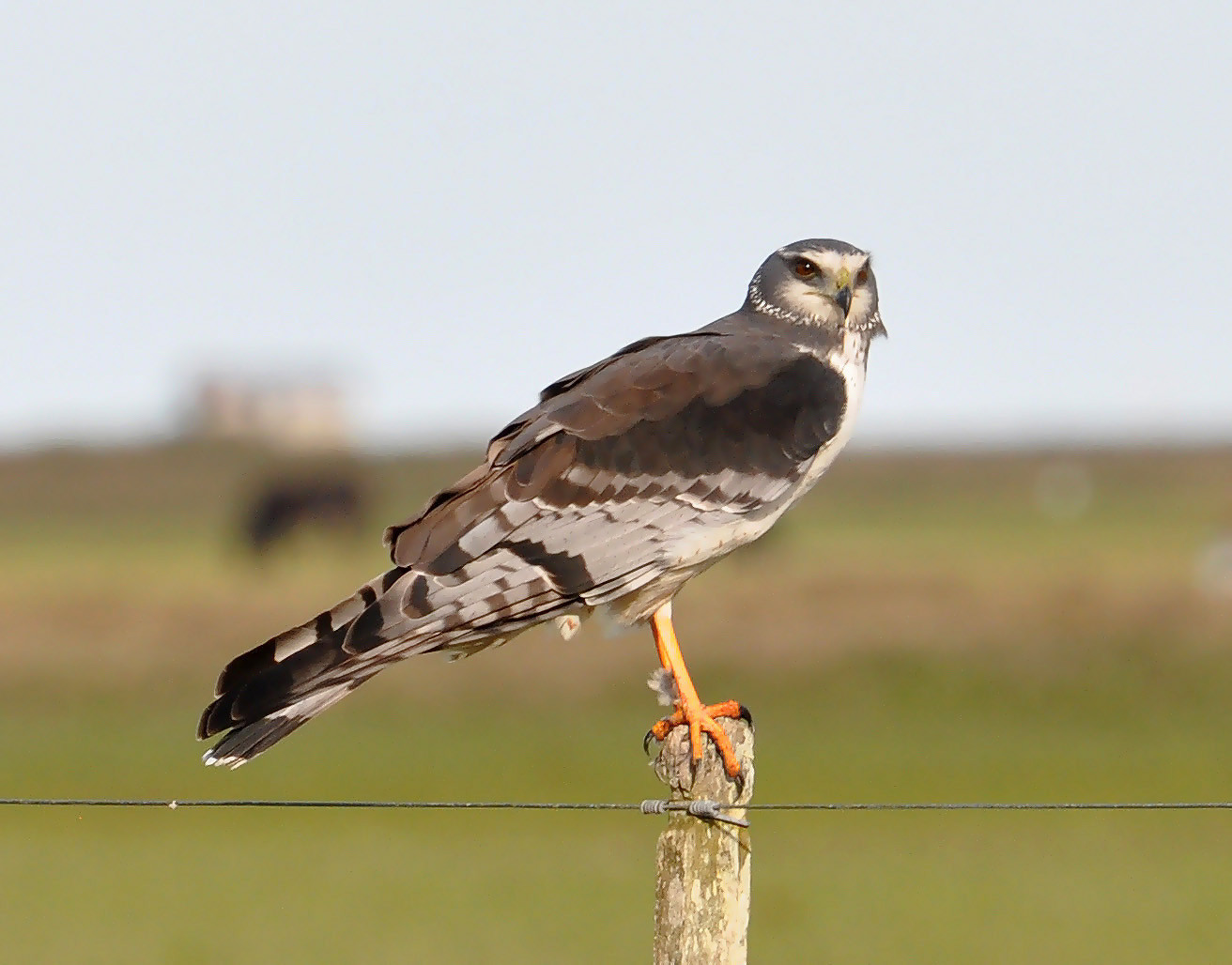 image Long-winged Harrier